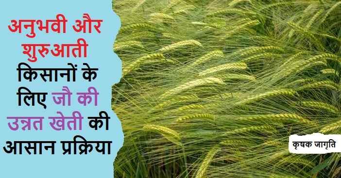 Barley Farming in Hindi: जानें जौ की खेती कैसे करें