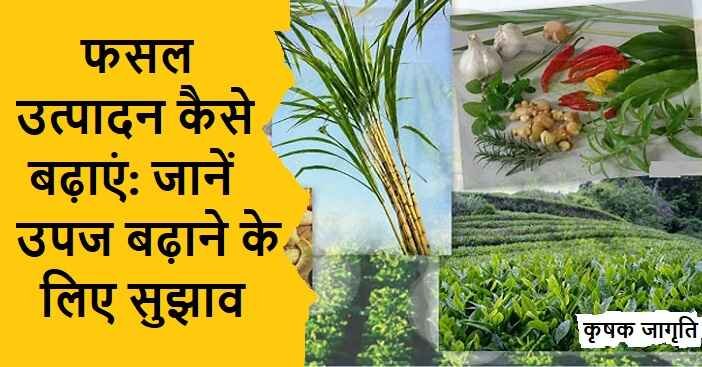 Crop Production कैसे बढ़ाएं: उपज बढ़ाने के लिए सुझाव