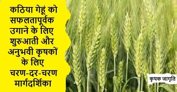 Kathiya Wheat Farming: ड्यूरम गेहूं की खेती कैसे करें