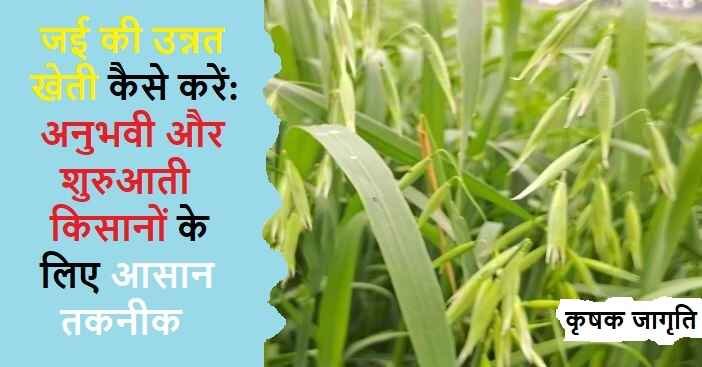 Oats Farming in Hindi: जानिए जई की खेती कैसे करें