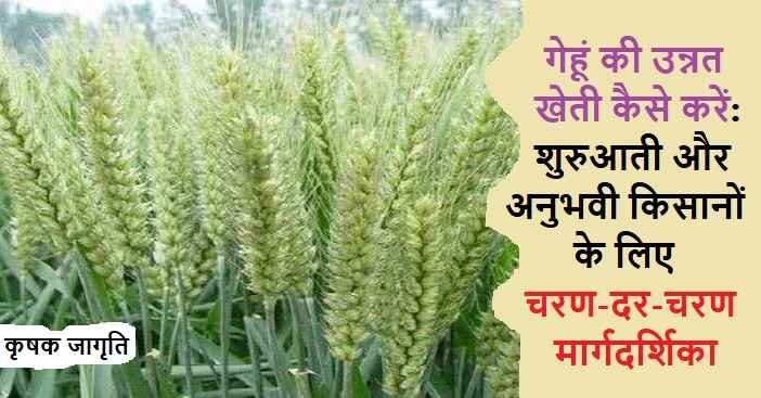 Wheat Farming in Hindi: जानिए गेहूं की खेती कैसे करें