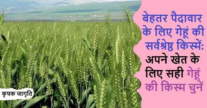 Wheat Varieties in Hindi: जानिए गेहूं की उन्नत किस्में