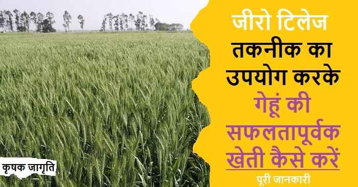 Zero Tillage विधि का उपयोग करके गेहूं की खेती कैसे करें