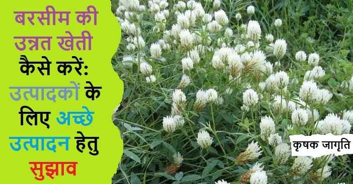 Berseem Cultivation: जाने बरसीम की खेती कैसे करें