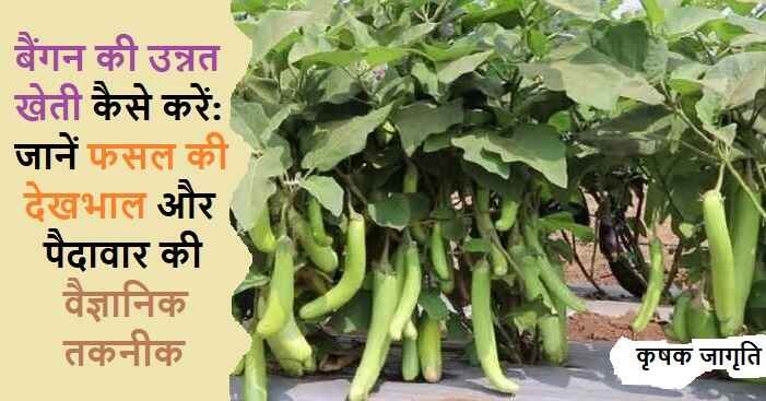 Brinjal Cultivation in Hindi: जाने बैंगन की खेती कैसे करें