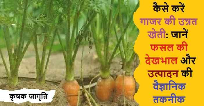 Carrot Farming in Hindi: जानें गाजर की खेती कैसे करें