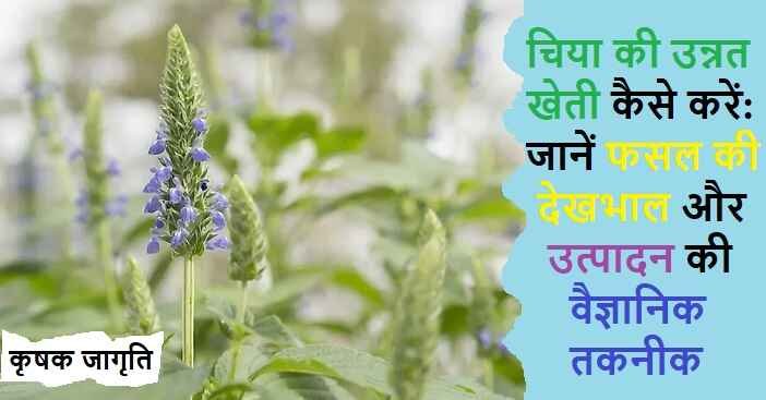 Chia Seeds Cultivation in Hindi: चिया की खेती कैसे करें