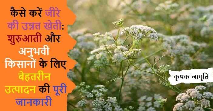 Cumin Cultivation in Hindi: जाने जीरे की खेती कैसे करें