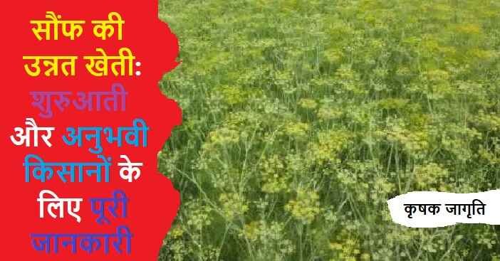 Fennel Cultivation in Hindi: जाने सौंफ की खेती कैसे करें