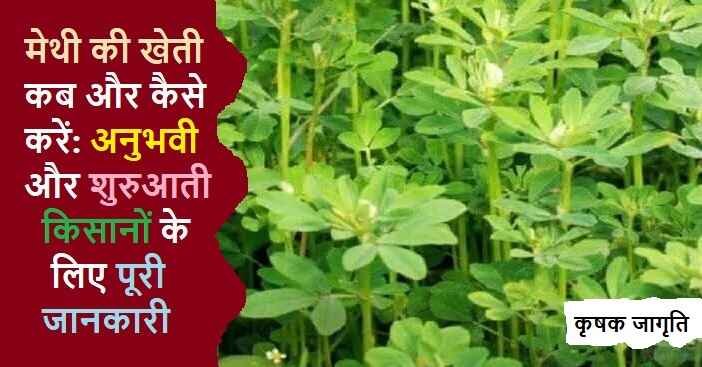 Fenugreek Cultivation: जानिए मेथी की खेती कैसे करें