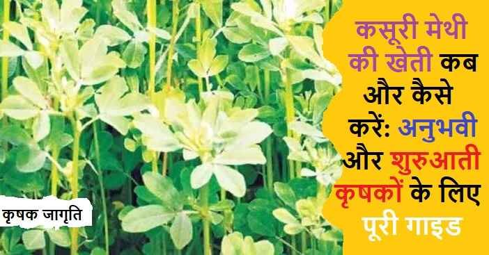 Fenugreek Leaves Cultivation: कसूरी मेथी की खेती कैसे करें