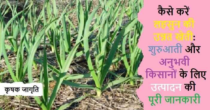 Garlic Farming in Hindi: जानिए लहसुन की खेती कैसे करें