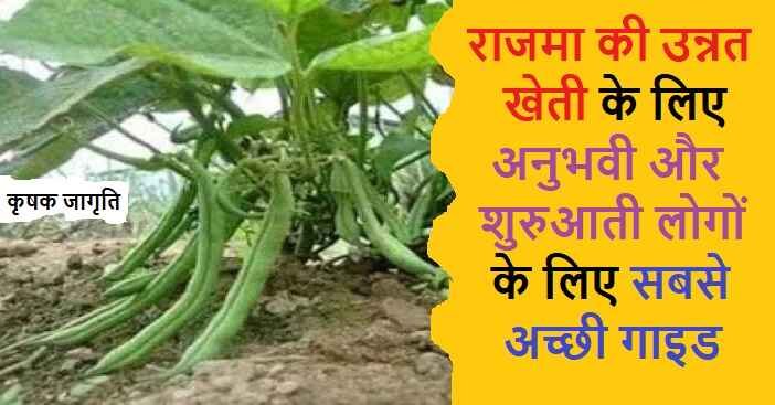 Kidney Bean Farming: जानिए राजमा की खेती कैसे करें