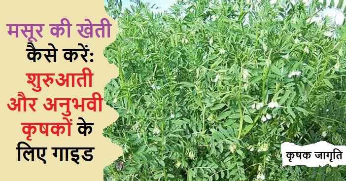 Lentil Cultivation in Hindi: जानें मसूर की खेती कैसे करें