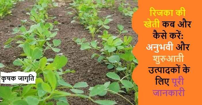 Lucerne Cultivation: जानिए रिजका की खेती कैसे करें