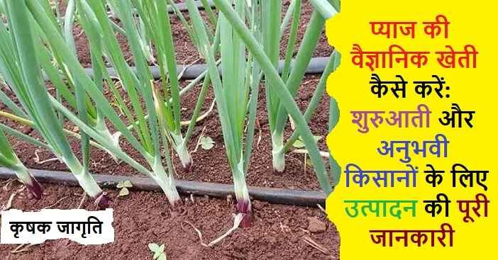 Onion Cultivation in Hindi: जाने प्याज की खेती कैसे करें