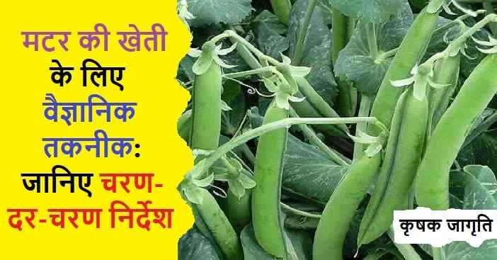 Pea Cultivation in Hindi: जानें मटर की खेती कैसे करें