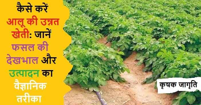 Potato Farming in Hindi: जानिए आलू की खेती कैसे करें