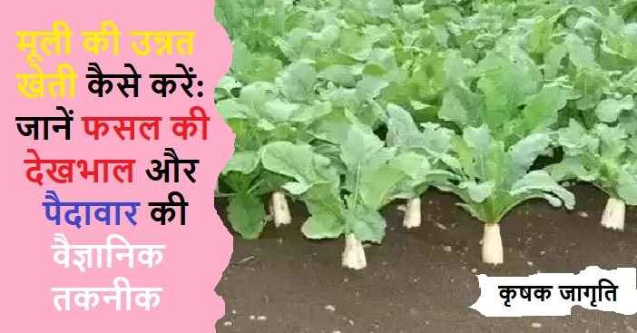 Radish Cultivation in Hindi: जाने मूली की खेती कैसे करें