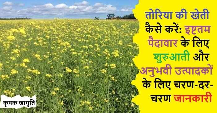 Rapeseed Cultivation in Hindi: तोरिया की खेती कैसे करें