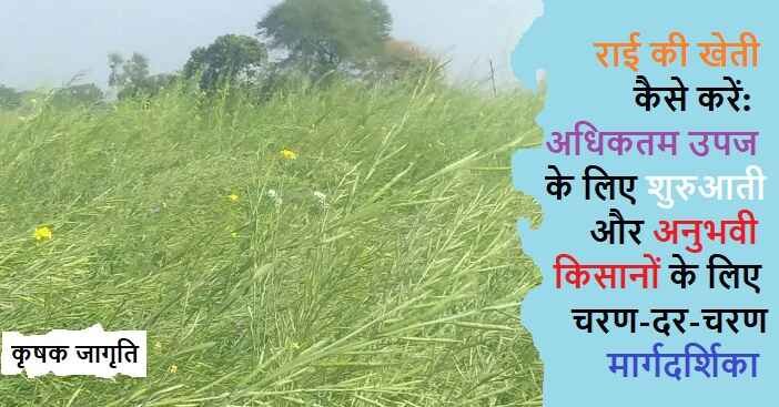 Rye Cultivation in Hindi: जानिए राई की खेती कैसे करें