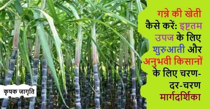 Sugarcane Cultivation: जाने गन्ने की खेती कैसे करें