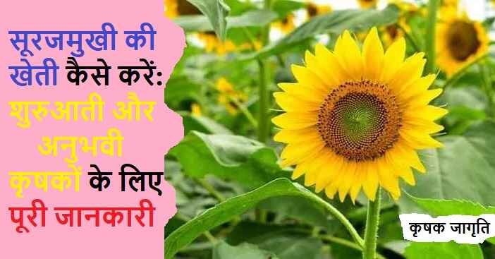 Sunflower Farming in Hindi: सूरजमुखी की खेती कैसे करें