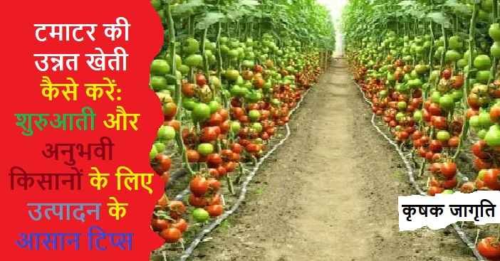 Tomato Cultivation in Hindi: जाने टमाटर की खेती कैसे करें