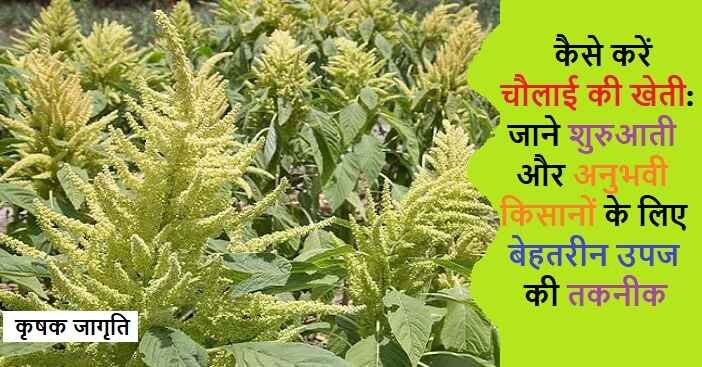 Amaranth Cultivation in Hindi: चौलाई की खेती कैसे करें