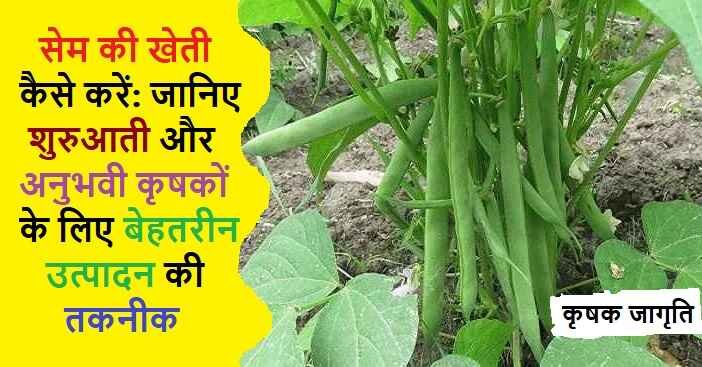 Bean Cultivation in Hindi: जाने सेम की खेती कैसे करें