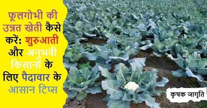 Cauliflower Farming in Hindi: फूलगोभी की खेती कैसे करें