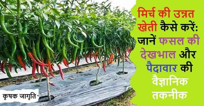 Chilli Cultivation in Hindi: जाने मिर्च की खेती कैसे करें