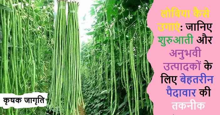 Cowpea Cultivation: जानिए लोबिया की खेती कैसे करें