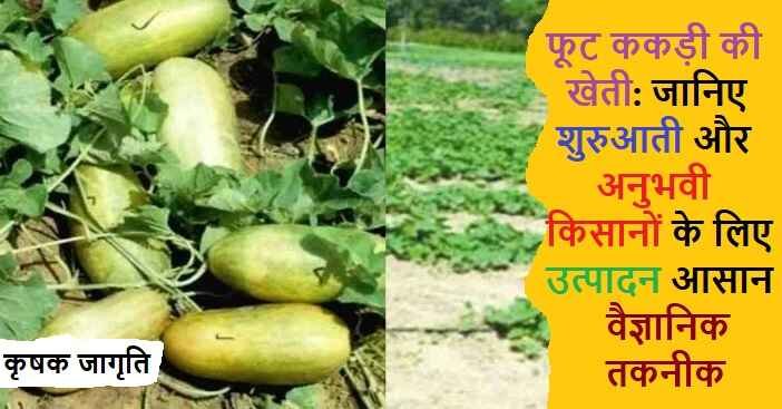 Foot Cucumber Farming in Hindi: फूट ककड़ी कैसे उगाएं