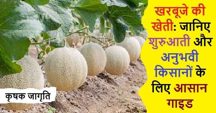 Melon Cultivation in Hindi: खरबूजे की खेती कैसे करें