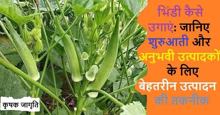 Okra Cultivation in Hindi: जाने भिंडी की खेती कैसे करें