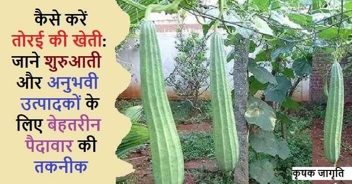 Ridge Gourd in Hindi: जानिए तोरई की खेती कैसे करें