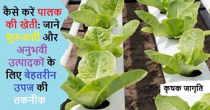 Spinach Farming in Hindi | जानिए पालक की खेती कैसे करें