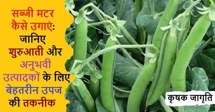 Vegetable Pea Cultivation: जाने सब्जी मटर कैसे उगाएं