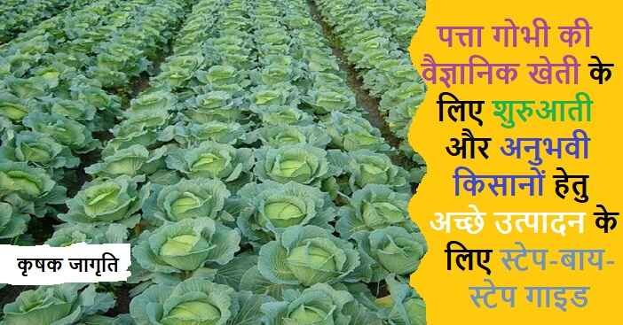 Cabbage Farming in Hindi: जानिए पत्ता गोभी कैसे उगाएं