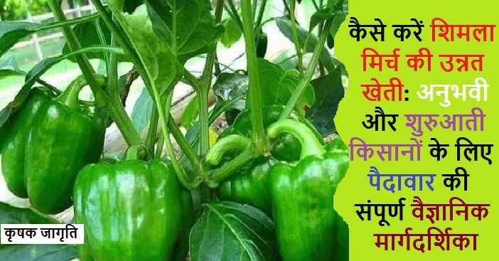 Capsicum Cultivation in Hindi: जाने शिमला मिर्च कैसे उगाएं