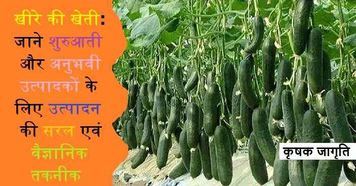 Cucumber Cultivation in Hindi: जाने खीरा कैसे उगाएं