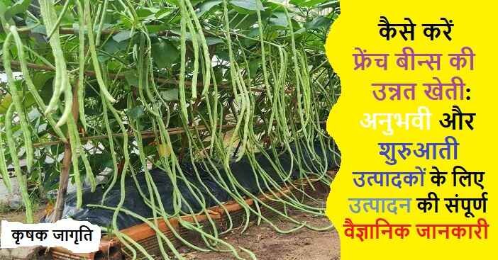 French Beans Cultivation in Hindi: फ्रेंच बीन्स कैसे उगाएं