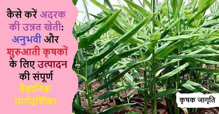 Ginger Cultivation in Hindi: जाने अदरक की खेती कैसे करें