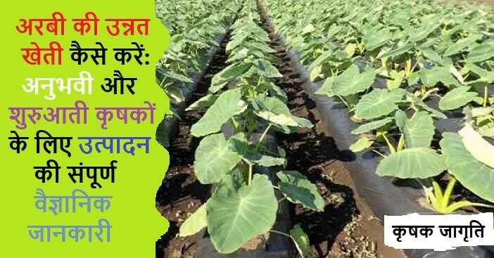 Taro Cultivation in Hindi: जानिए अरबी की खेती कैसे करें