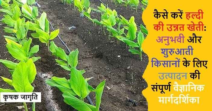 Turmeric Cultivation in Hindi: जाने हल्दी की खेती कैसे करें