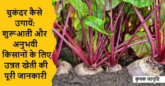 Beetroot Farming in Hindi: जाने चुकंदर की खेती कैसे करें