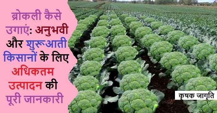 Broccoli Farming in Hindi: जाने ब्रोकली की खेती कैसे करें