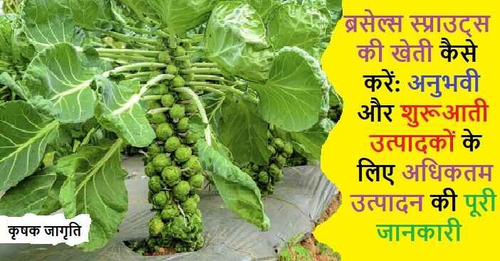 Brussels Sprouts in Hindi: ब्रसेल्स स्प्राउट्स कैसे उगाएं