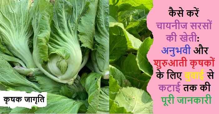 Chinese Mustard Cultivation: चायनीज सरसों कैसे उगाएं